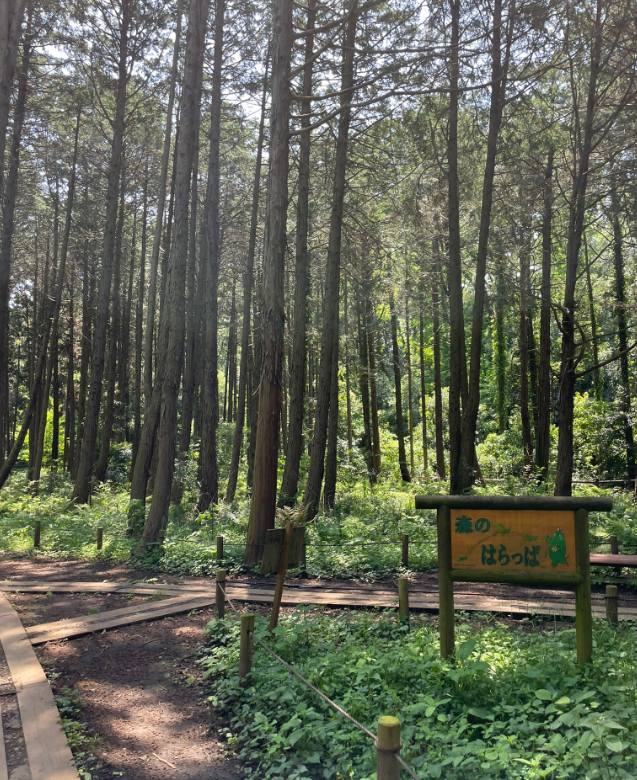 泉の森 大和市鶴間